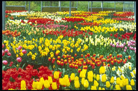 Vườn hoa Tulip tuyệt đẹp  Images?q=tbn:ANd9GcSF0eDEC1mLm5mUc5v1qXfU6trK1pY6tRaUj8U2mlSEUDng9isi4g