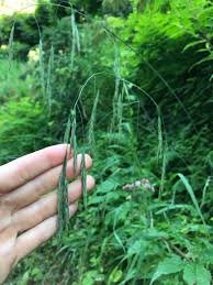 Image result for "Bromus ramosus"