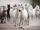 horses-gallop | Loretta's Very Own...