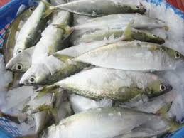 Vựa cá Phượng Hồng chuyên cung cấp các mặt hàng cá mực các loại-giá cả phải chăng - 13