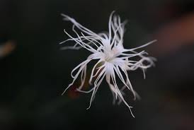 Image result for "Dianthus darvazicus"