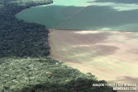 Amazon forest and soy in Amazon forest and soy in