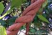 <b>Banisteriopsis</b> caapi is a