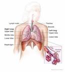 Symptoms or signs of <b>mesothelioma</b> may not appear until 20 to 50 years (or