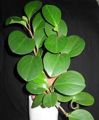 Image result for "Peperomia chrysleri"