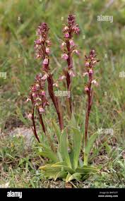 Image result for "Orchis collina"