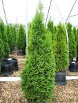<b>Thuja</b> occidentalis smaragd