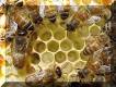 تربية و أمراض النحل