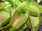 <b>Droseraceae</b> Dionaea muscipula