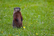 Groundhog - Wikipedia, the free encyclopedia