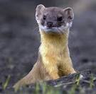Long-tailed Weasel ��� Mustela frenata - Ground Mammals