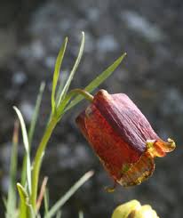 Image result for Fritillaria legionensis