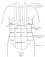 <b>Abdomen</b> - Wikipedia, the free