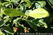 <b>Psychotria</b> viridis is a shrub