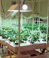 How to grow marijuana | growsetup
