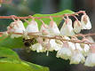 <b>Clethraceae</b> - Wikipedia, the free encyclopedia