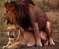 Lion Mating - All About Lion