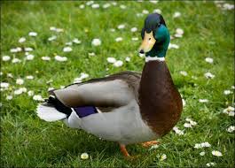 Duck