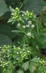 File:<b>Apium graveolens</b> var.