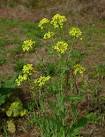 <b>Brassica</b> napus plant