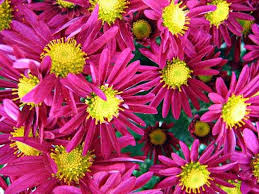 Image result for "Chrysanthemum brachyanthum"