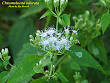 <b>Chromolaena</b> odorata