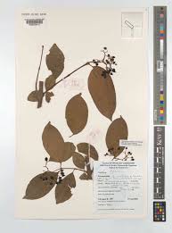 Image result for "Psorospermum cuneifolium"