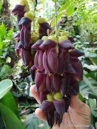 Image result for Mucuna imbricata