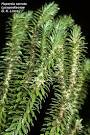 <b>Lycopodiaceae</b>