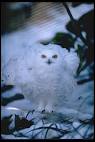 Paul Asimow's SNOWY OWL page