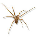 brown recluse spider picture