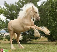 الخيول التركيه من اجمل خيول العالم وولاده حصان سبحان الله Images?q=tbn:ANd9GcSRJsBxs08dCqBdL5u2Gf_nBdJquBgRTMlUNabaJ1vg6hXYnmid