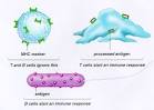 is a single <b>antigenic</b>