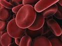 A close-up of <b>blood</b> cells