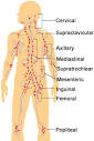 Lymph Nodes: Locations and Functions