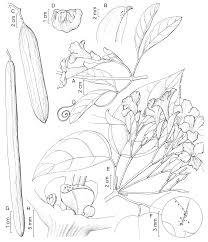 Image result for "Bignonia peltata"
