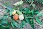 <b>Garcinia kola</b>