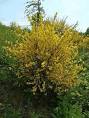 <b>Cytisus</b> scoparius Broom