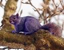 reCareered: Why Employers Look For PURPLE SQUIRRELs