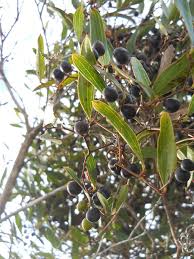 Image result for Smilax smallii