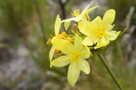 Image result for "Bobartia aphylla"