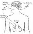 <b>adrenocorticotropic hormone</b>