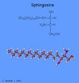 <b>Sphingolipids</b> - ChemWiki