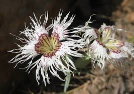 Image result for "Dianthus libanotis"