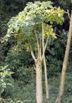 <b>Caricaceae</b> in Trees and shrubs