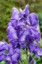Potentially harmful garden <b>plants</b> / Royal Horticultural Society