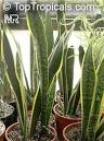 <b>Sansevieria</b> trifasciata, Birds