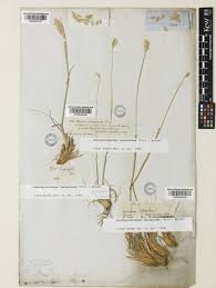 Image result for Elymus lanuginosus