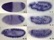 <b>In situ hybridization</b>