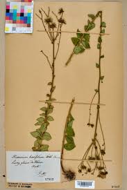 Résultat de recherche d'images pour ""Hieracium+brevifolium""